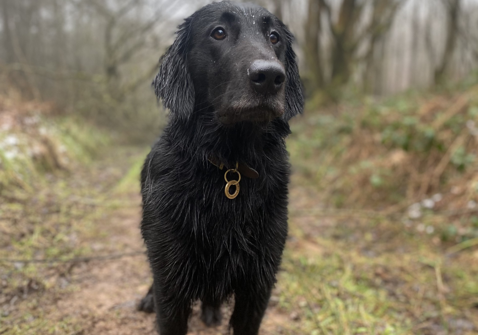 Puppy-Damaged and Repaired